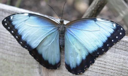 Morpho helenor peleides